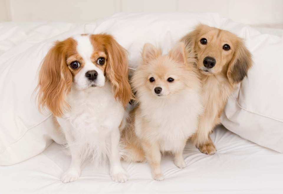 Three dogs sitting down