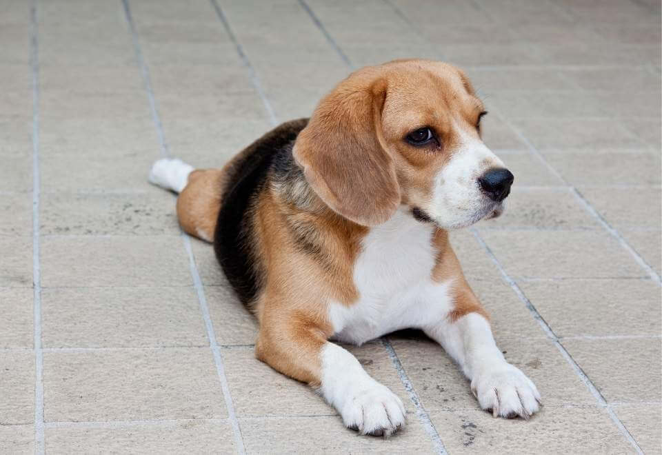 Beagle laying down