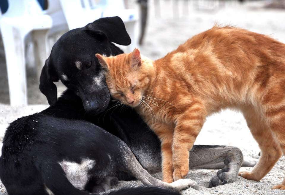 Cat and dog cuddle