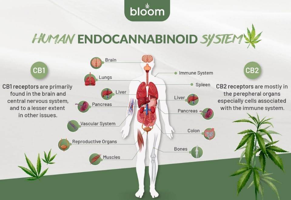 What the CBD1 and CBD2 receptors does in the body