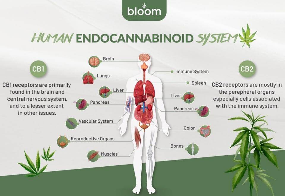 How Our Bodies Process THC