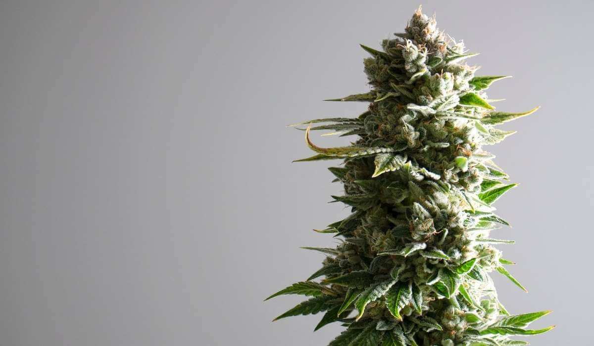 Marijuana flower with THC