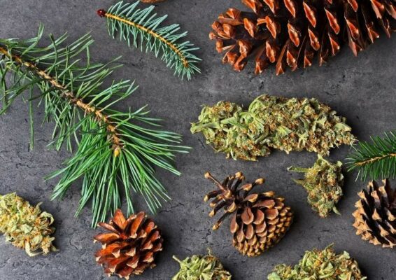 Pine cone and dried marihuana flowers representing terpenes