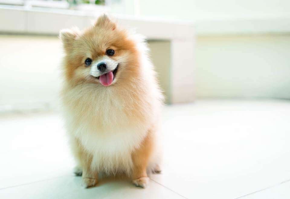 Smiling pomeranian