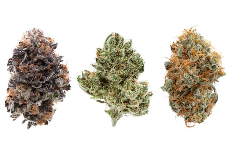 The different cannabis strains