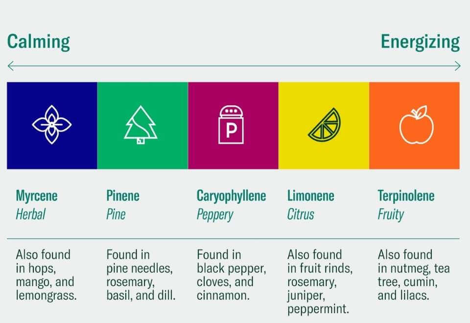 The most common terpenes in weed