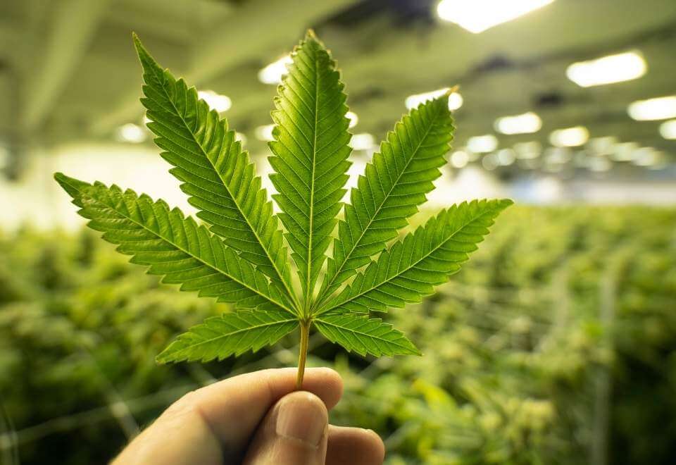 Indoor growing of marijuana