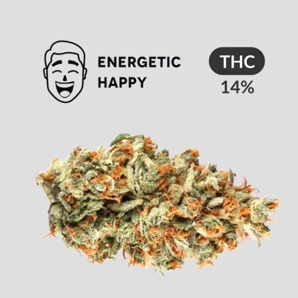 Great White Shark - Sativa - กระฉับกระเฉง & มีความสุข