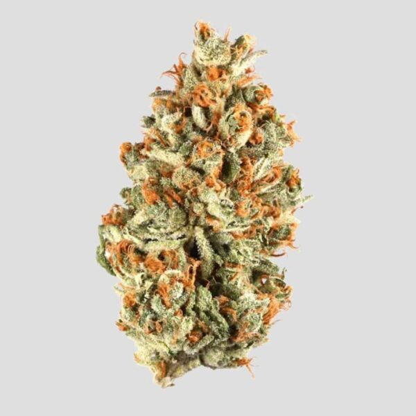 Great White Shark - Sativa - กระฉับกระเฉง & มีความสุข - Image 2