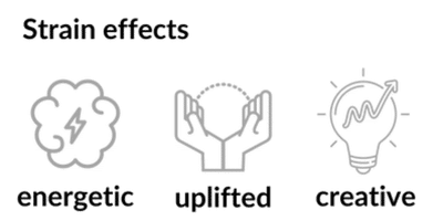 Sour Krunch Strain Effects