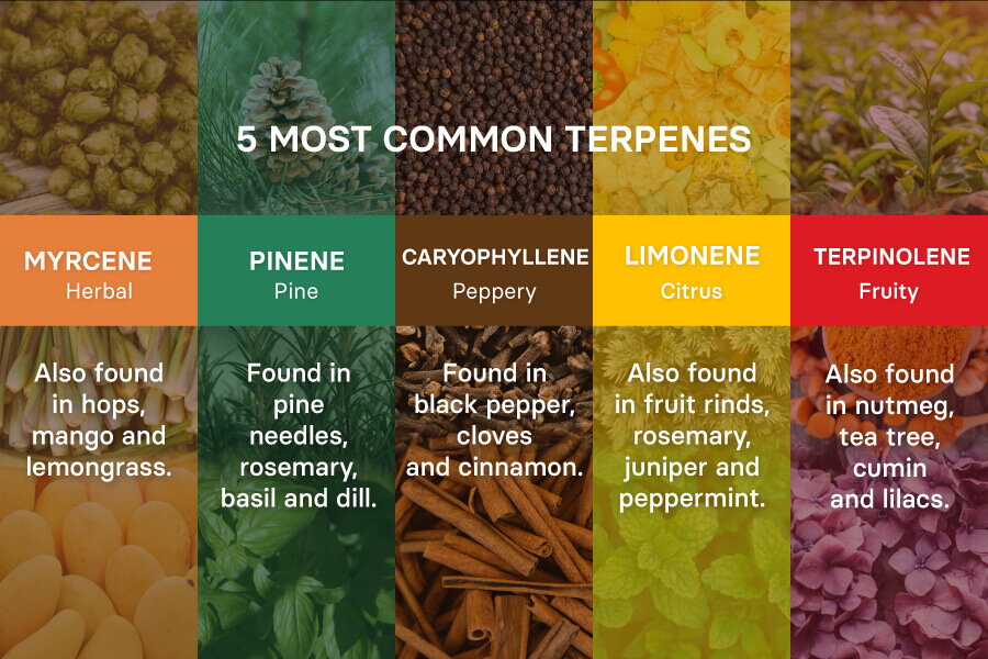 5 terpenes and their origin
