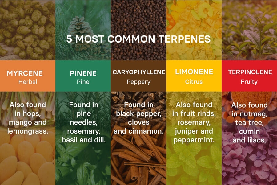 5 ชนิดของเทอร์พีนและแหล่งที่มา - 5 terpenes and their origin