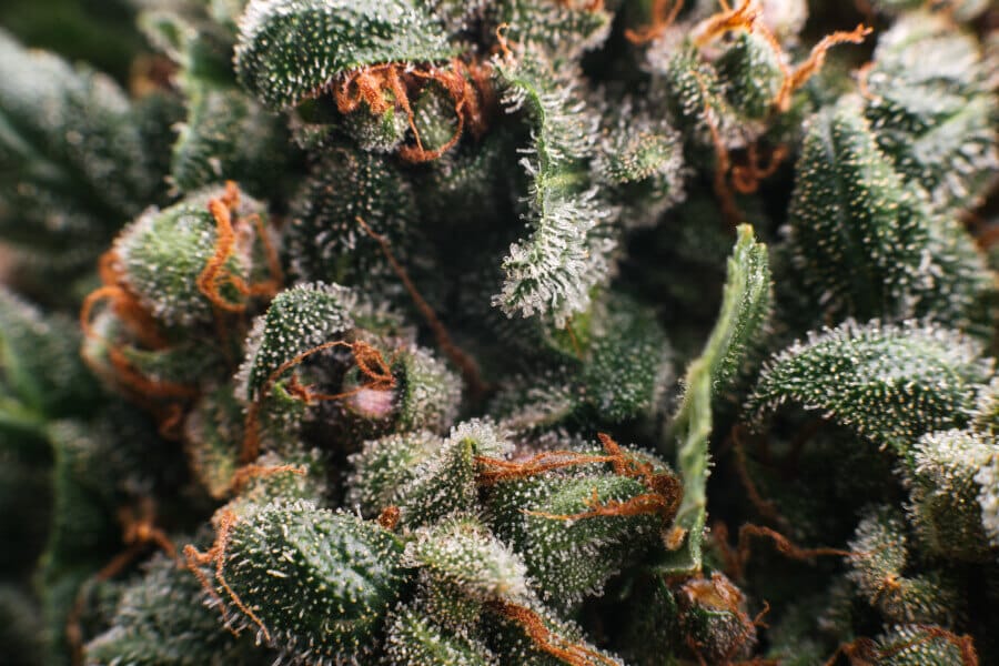 Closeup on trichomes