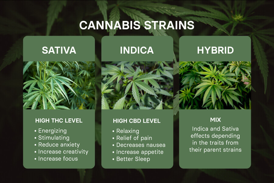 Cannabis Sativa, Indica, & Hybrids: All you Need to Know when Buying Weed